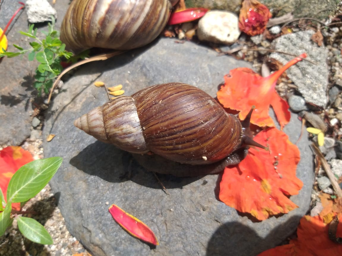 imagen de un Caracol Africano